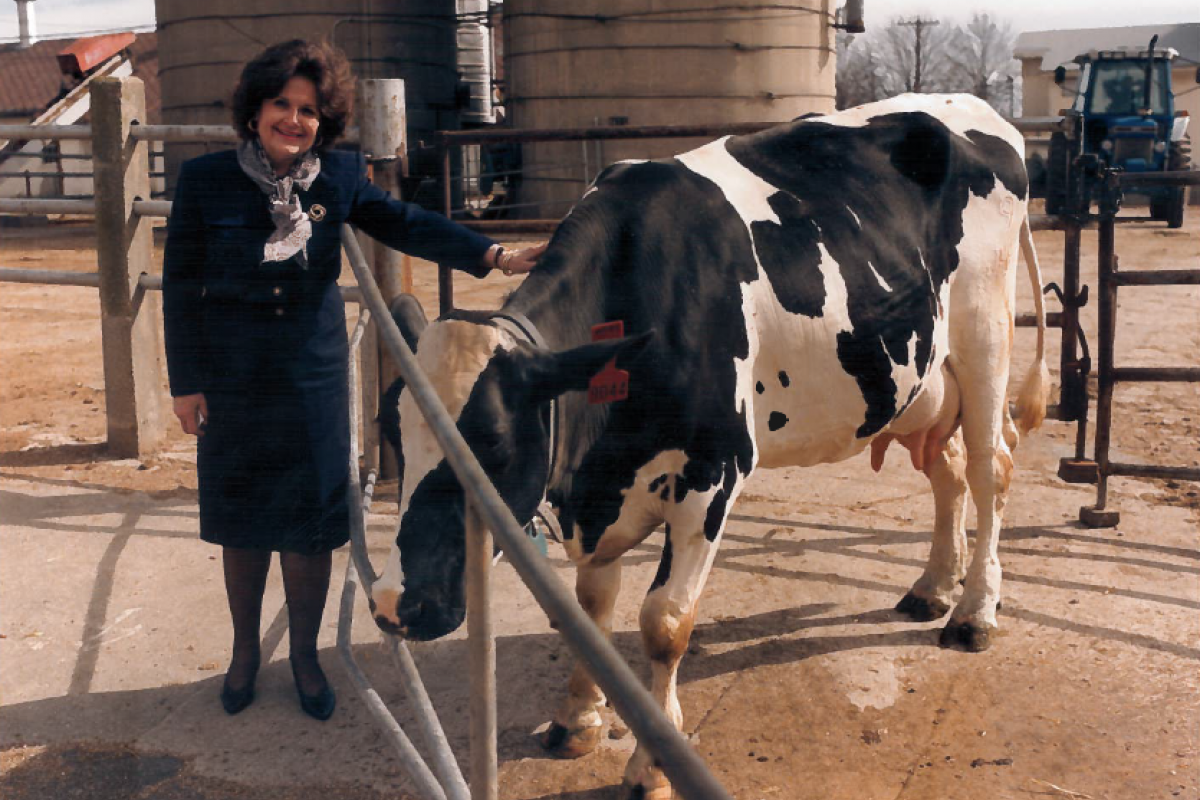 Louise Slaughter petting a cow on a dairy farm in the 1980s
